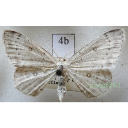 Cyclophora pendularia (Clerck, 1759) Czech4b
